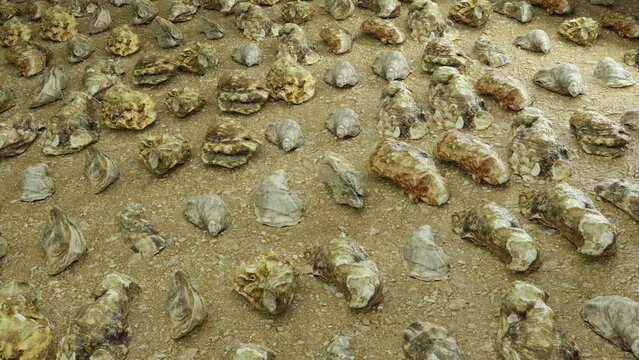 Flying over oyster collection on sand beach

Mediterranean, Oyster Versailles, Eastern Crassostrea virginica also called the Atlantic or American oyster.