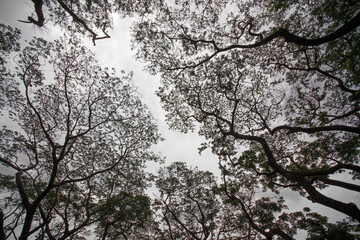 Black and white Ant's eyes view beautiful top of the big tree branches, stems and leaves
