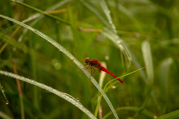 Red dragonfly sitting on the leaf of grass, morning click.