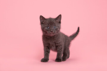 Cute grey kitten looking at the camera standing on a pink background