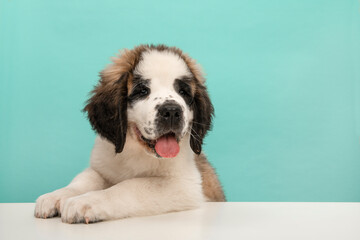 Saint Bernard puppy dog portrait on a white and blue background looking away