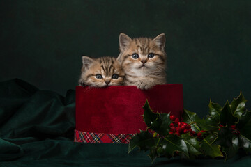 Two cute british shorthair kittens in a red velvet present box on a classic green background in a still life
