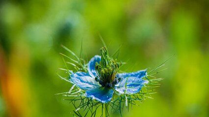 Blue flower of black cumin on a blurred background.