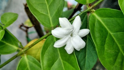 Obraz na płótnie Canvas White flower jasmine and leaves
