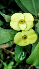 Photo of yellow ephorbia flowers growing in the yard as decoration