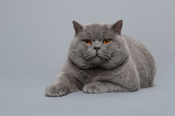 Grey purebred british shorthair cat with orange eyes lying down, looking at the camera on a grey background seen from the front