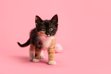 Cute female calico playing with a pink woolen ball looking up on a pink background