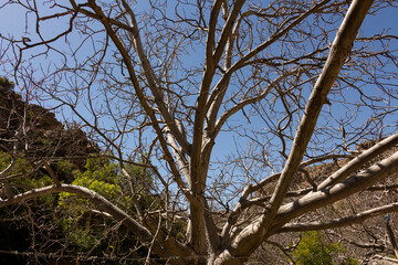 One of the perennial trees in Aljabel Alalkhder in Nizwa
