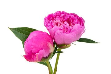Pink peony flower isolated on the white background
