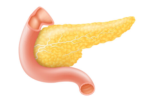 Pancreas, human internal organ anatomy vector Illustration on a white background, flat design