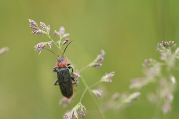 Nahaufnahme, Flora und Fauna am Beispiel eines schwarzen Käfers mit rotem Kopf
