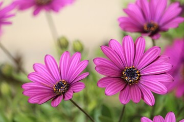 osteospermum