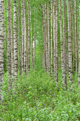 springtime in birch wood Kumla Sweden may 2022