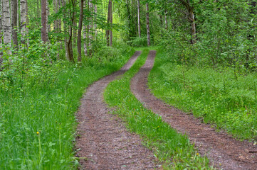 narrow road through green forest in springtime