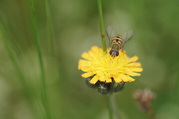 Nahaufnahme, Flora und Fauna am Beispiel einer Schweflige auf einer gelben Blüte