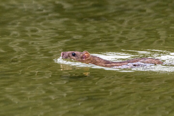 brown rat swimming on the surface of a pond
