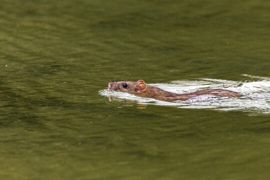 brown rat swimming on the surface of a pond