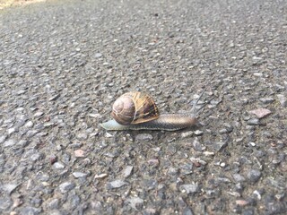 snail on the road