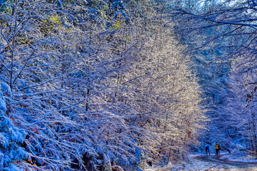 Frozen landscape covered with snow during cold winter day.