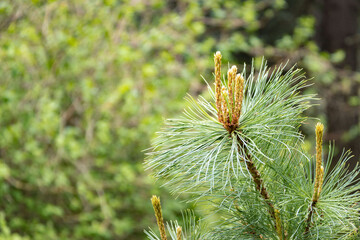 Young shoots of cedar wood. Pinus pumila. Regel. Background