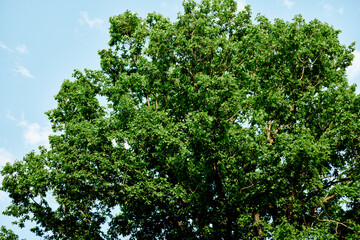 Fototapeta na wymiar Spring green leaves on a tree against a blue sky,