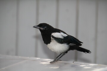 Young Magpie