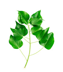 Ivy branch with green leaves isolated on white background.