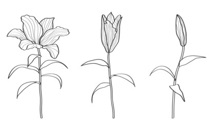 Line art lilies, beautiful flowers, botanic