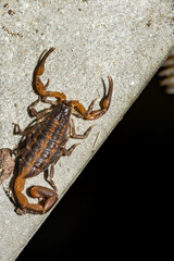 Striped Bark Scorpion under a picnic table in Florida.