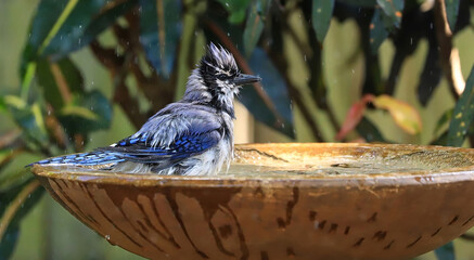 Splish splash Bluejay taking a bath in a backyard bird bath.