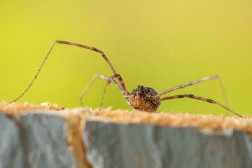Long legged spider macro photo on top of a wood chop.
