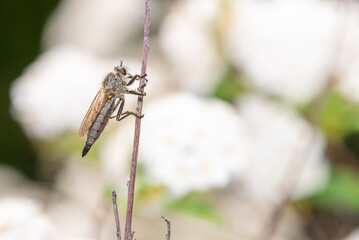 Robber fly (Asilidae) on a plant macro photo. 
