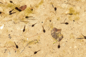 Tadpoles in a pond close up view.
