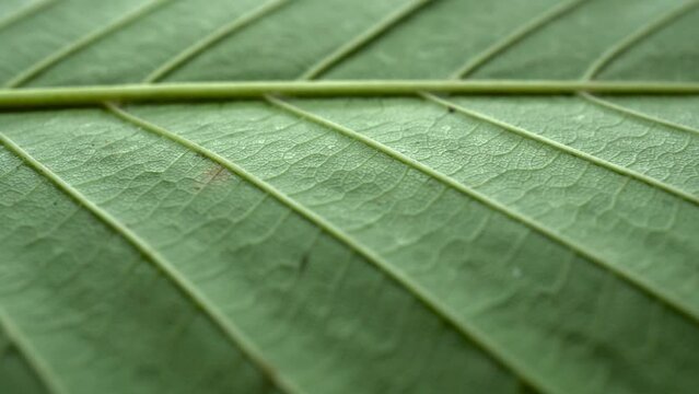 Green Tree Leaf Texture Slider Shot