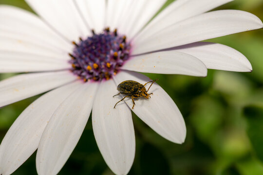 Pollen -covered beetle on top of a daisy flower macro photo. Close up view.
