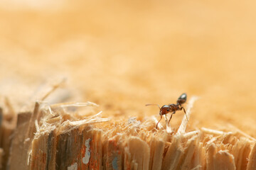 Ant close up macro photo on top of a wood chop.
