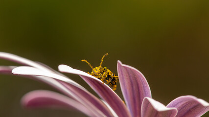 Pollen -covered beetle on top of a daisy flower. 
