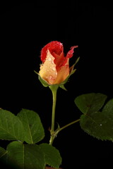 Obraz premium incredibly beautiful red rose in the studio
