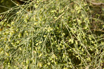 Wilson's pearlbush or Exochorda giraldii, spring flowering shrub with racemes of pure white petaled flowers in a medium green narrow foliage