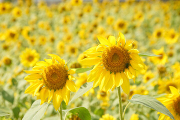 Fototapeta premium 秋にさく大原野のひまわり