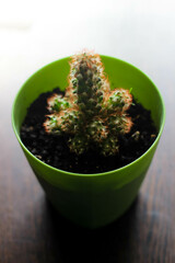 a small green cactus in a plastic pot on a wooden table