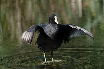 Front view of eurasian common coot standing almost on the water surface with the wings spread out