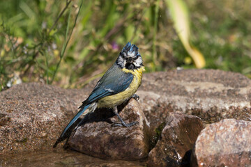 Side view of cute wet blue tit bird sitting on a rock after bathing while looking directly at the viewer