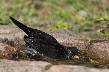 Close up side view of a common eurasian blackbird bathing with its head under water and droplet spray in the air