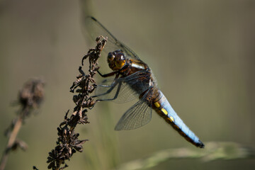 Close up side view of a male broad-bodied chaser sitting on a wilted flower
