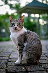 cat in the garden