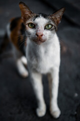 baby face of stray cat