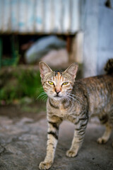 cat on a fence