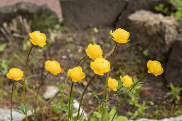 Trollius. Swimsuit flowers. Perennial herbaceous plant of the Buttercup family