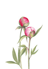 Watercolor illustration of the two peony buds with leaves, isolated on white background